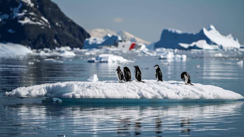 's Werelds grootste pinguïnkolonie lijdt aan 'alarmerende' afname aantal pinguïns