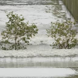 Video | TU Delft test mangroven in krachtigste golfgoot ter wereld