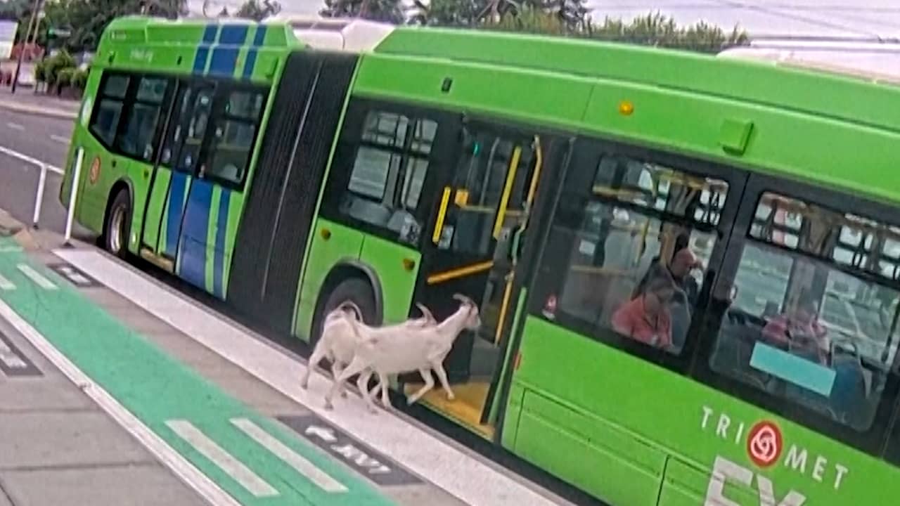 Video | Twee geiten pakken de bus in Portland