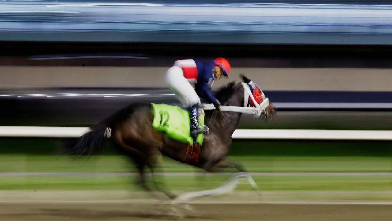 Foto bij Racepaard met naam die naar Hitler verwijst krijgt andere naam