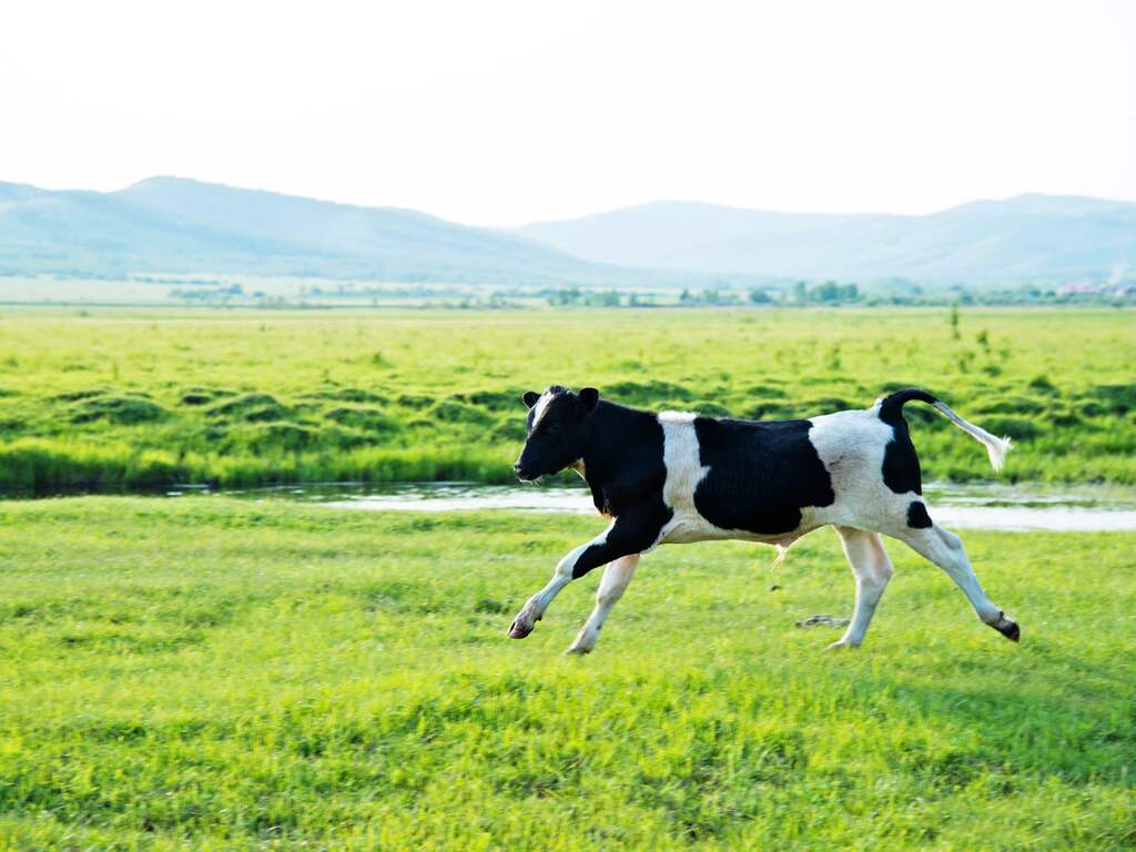 Waarom 'dansen' koeien als ze voor het eerst naar buiten gaan?