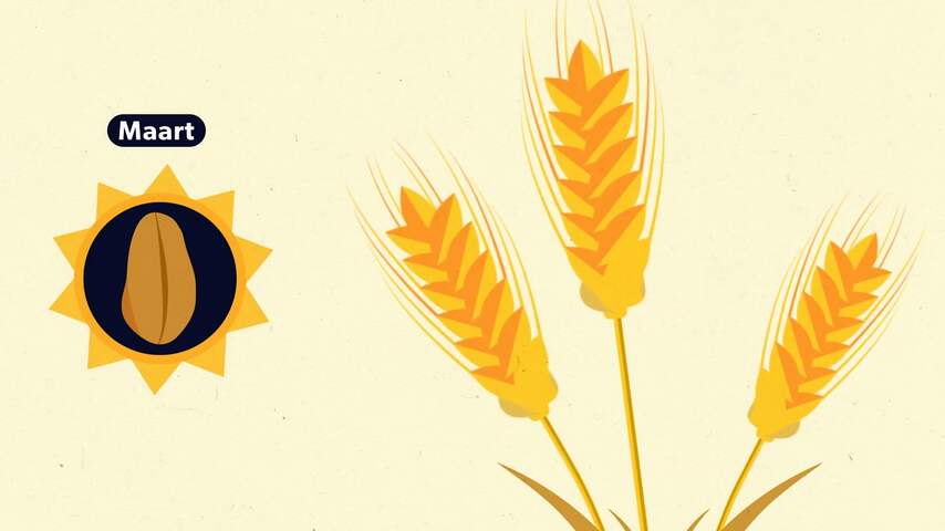 Hoe oorlog en hitte graan schaars en duur maken