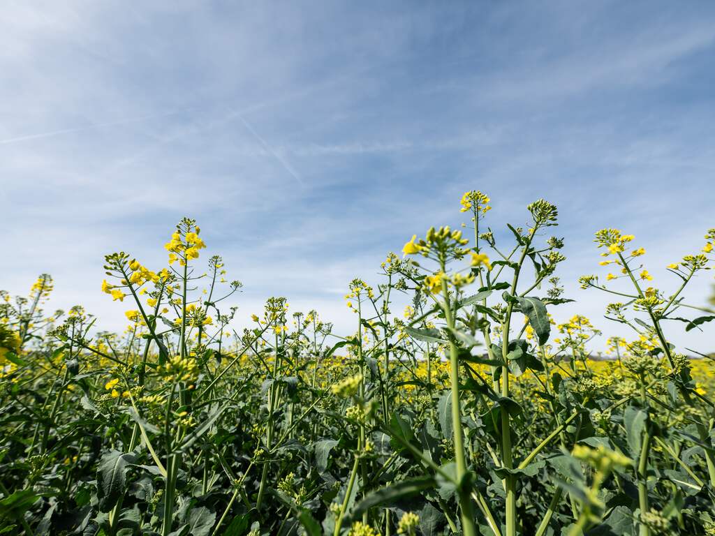 Weerbericht | Iets kouder, maar wel weer veel zon