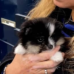 OM eist voorwaardelijke celstraf voor illegale handel in zieke puppy's