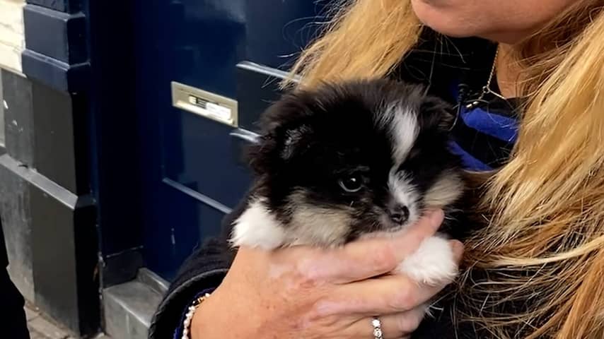 OM eist voorwaardelijke celstraf voor illegale handel in zieke puppy's