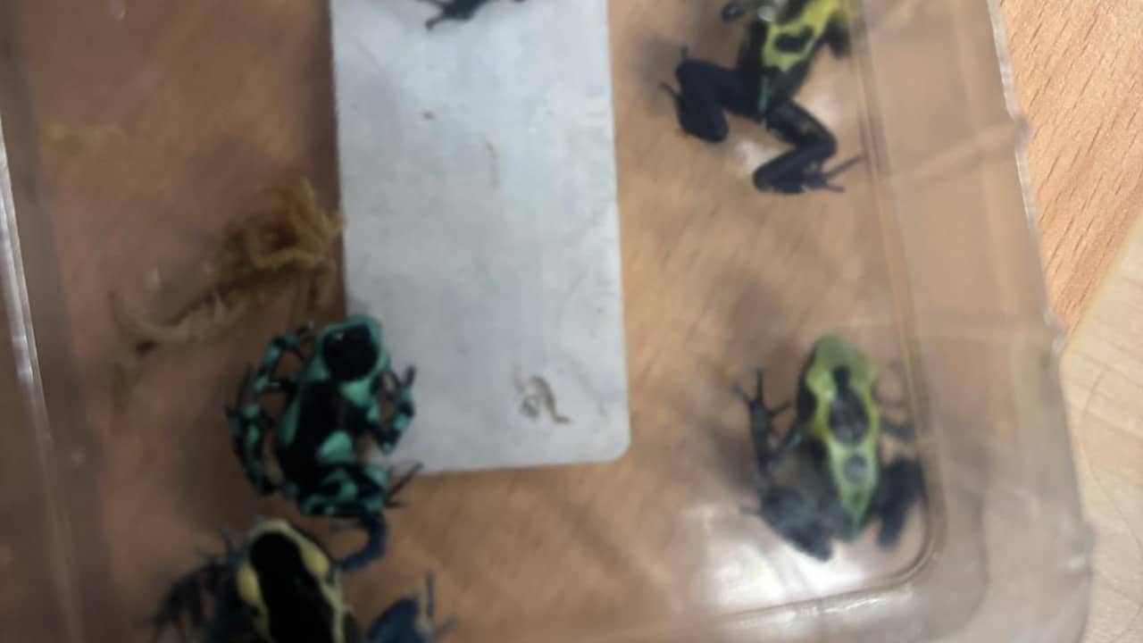 Douane vindt zes boomgifkikkers in toiletten op Schiphol