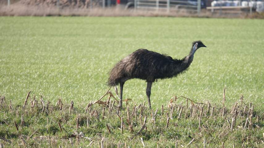 Verdwaalde emoe in Overijssels dorp Lutten laat zich niet vangen ...