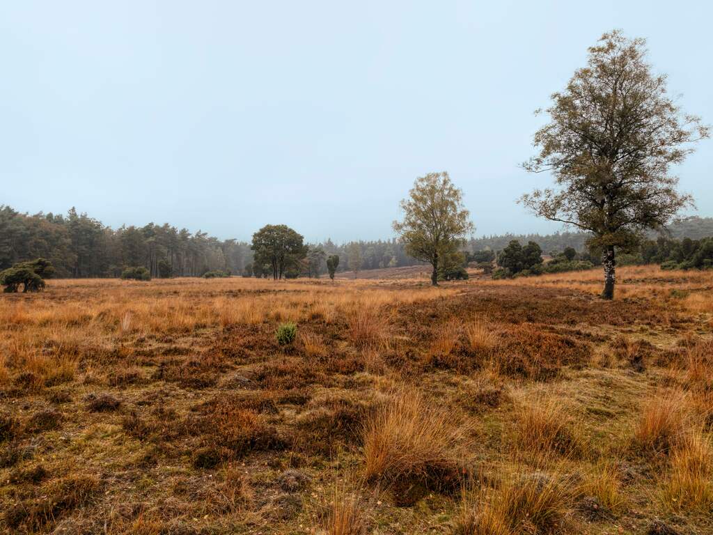 Dreun voor kabinet in Greenpeace-zaak: Staat moet in 2030 stikstofdoelen halen