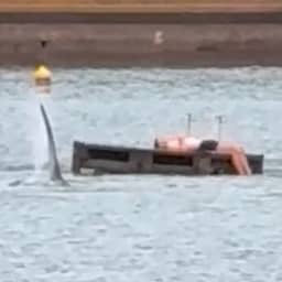 Video | Luierende Nieuw-Zeelander op ponton wordt gewekt door orka's