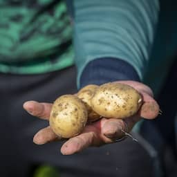 Aardappelen spotgoedkoop door overschot, maar niet voor supermarktbezoeker
