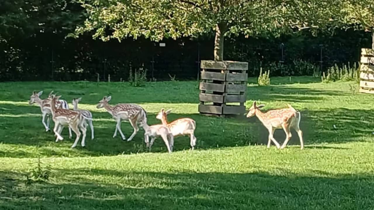 Vijf herten in Maasland overleden doordat iemand rijst in voederbak gooit