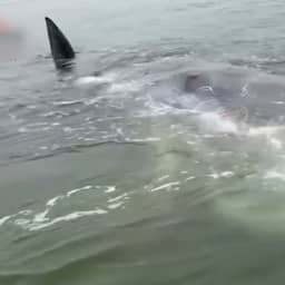 Aangespoelde potvis verdween in de zee, maar is weer terug op strand Renesse