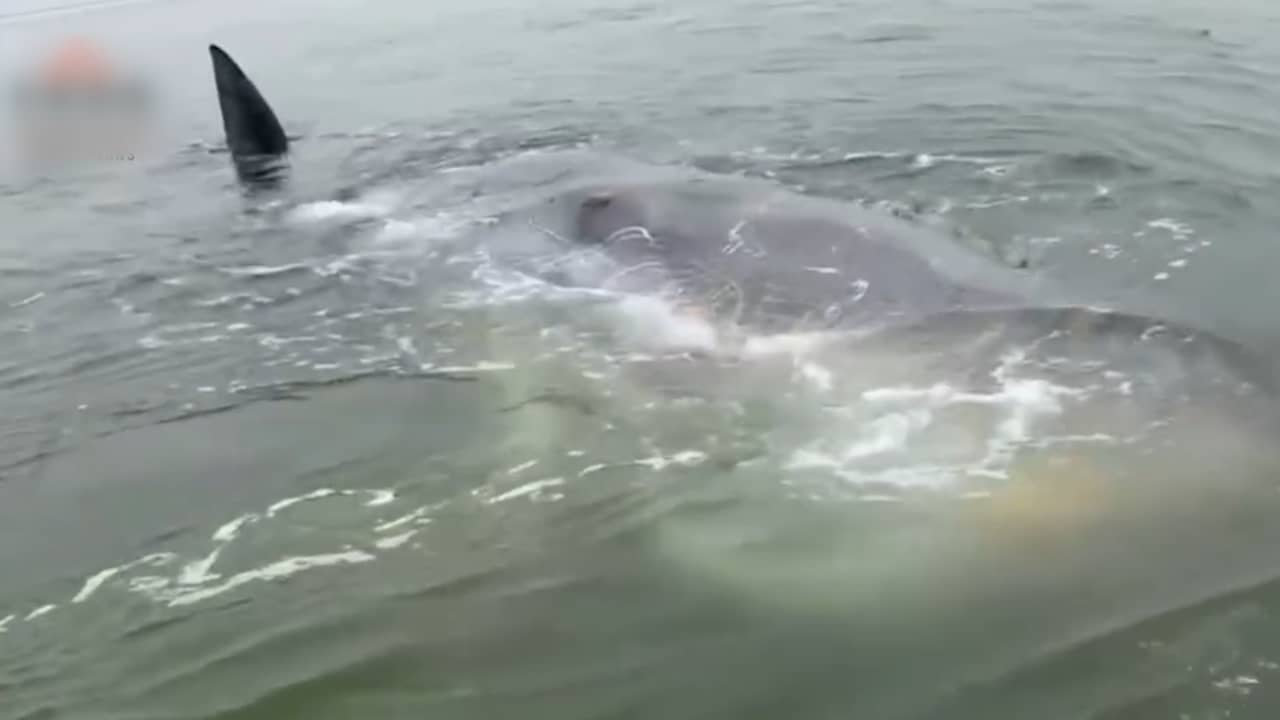 Aangespoelde dode potvis verdween in zee, maar is weer terug op Zeeuws strand
