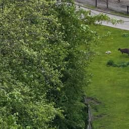 Video | Drone filmt rennende wallaby’s bij brand in SanjesZoo