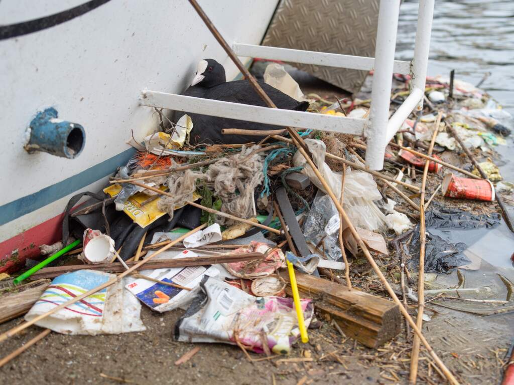 Van Veluwe tot hartje Amsterdam: vogels gebruiken steeds meer plastic in nesten