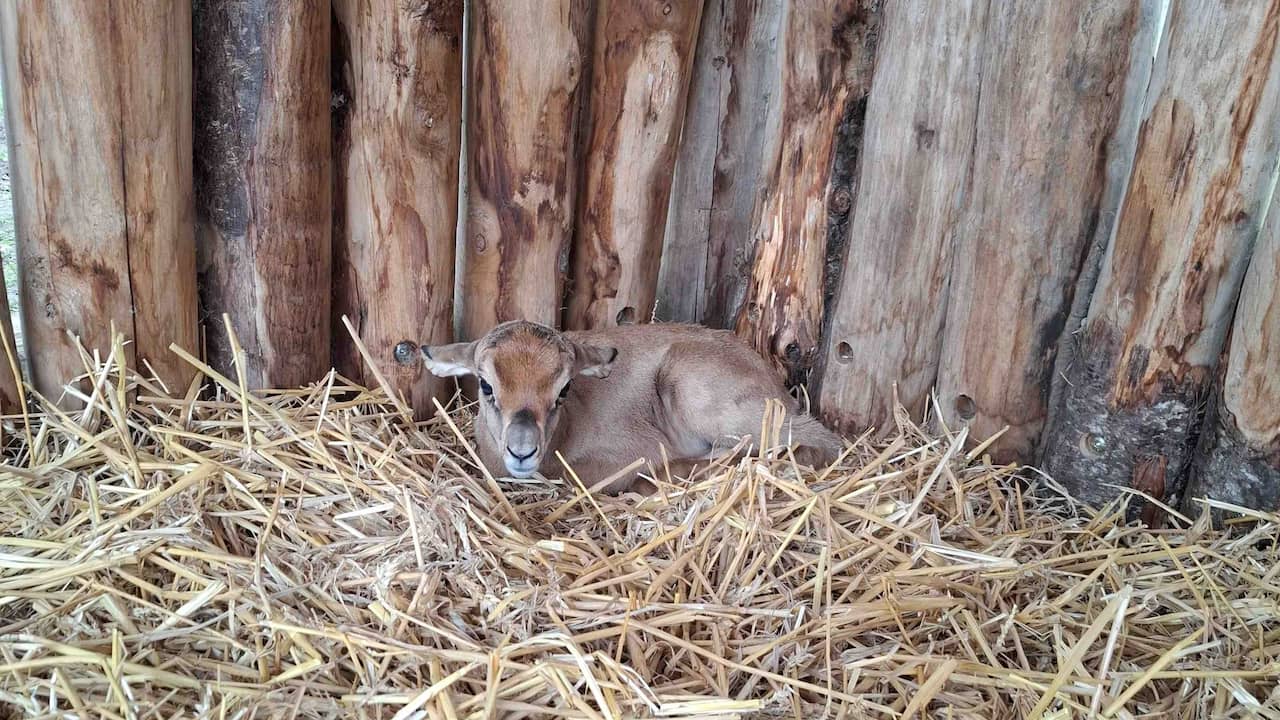 Kalf van ernstig bedreigde mhorrgazelle-soort geboren in Brabantse dierentuin