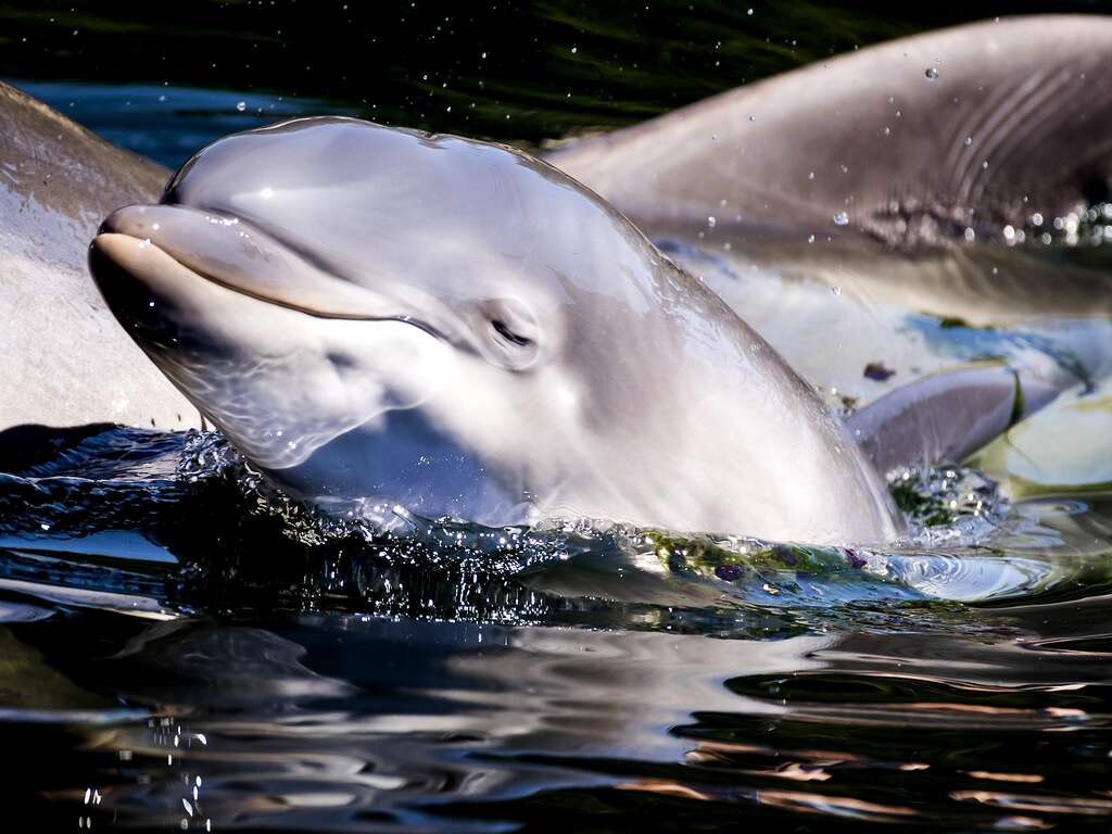 Voorlopig geen boetes voor Dolfinarium om 'onnatuurlijk gedrag' van dieren