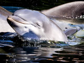 Voorlopig geen boetes voor Dolfinarium om 'onnatuurlijk gedrag' van dieren