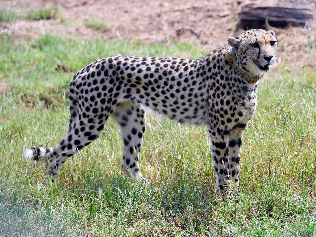 Na zeventig jaar keert 'uitgestorven' jachtluipaard terug in Indiase natuur