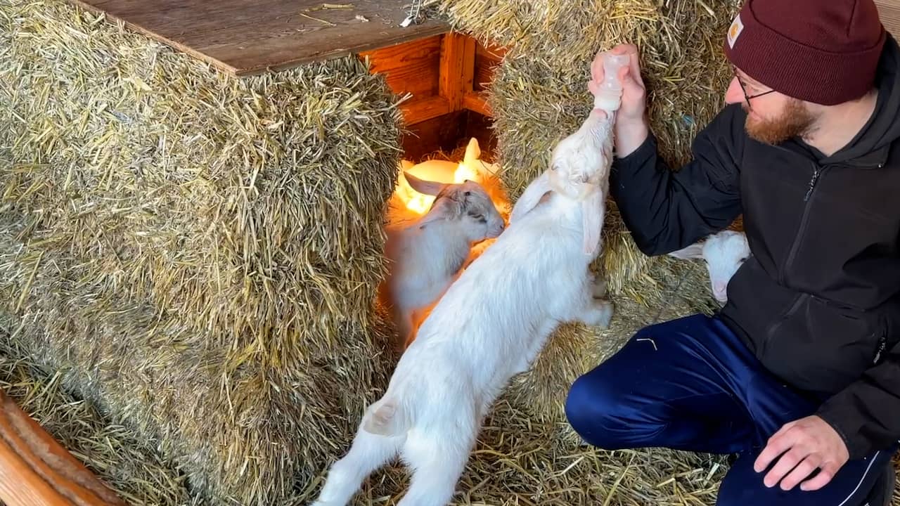 Video | Publiek bewondert geboortegolf van geitjes in Zoeterwoude