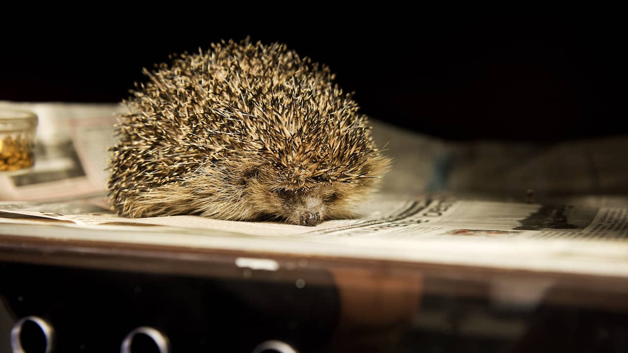 Nat najaar en voedselgebrek zorgen voor drukte in opvangcentra voor egels