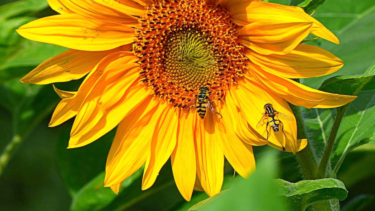 Klimaatvraag: Wat zijn de gevolgen van klimaatverandering voor de