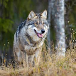 Grote zorgen om bijtende wolf in Utrecht: 'Hij zou morgen iemand kunnen doden'
