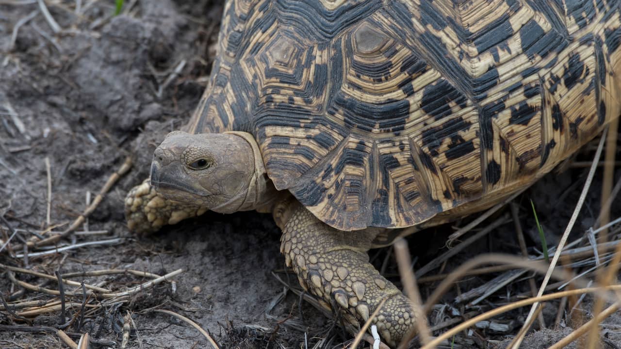 Spaanse politie neemt bijna 500 exotische dieren in beslag bij illegaal asiel