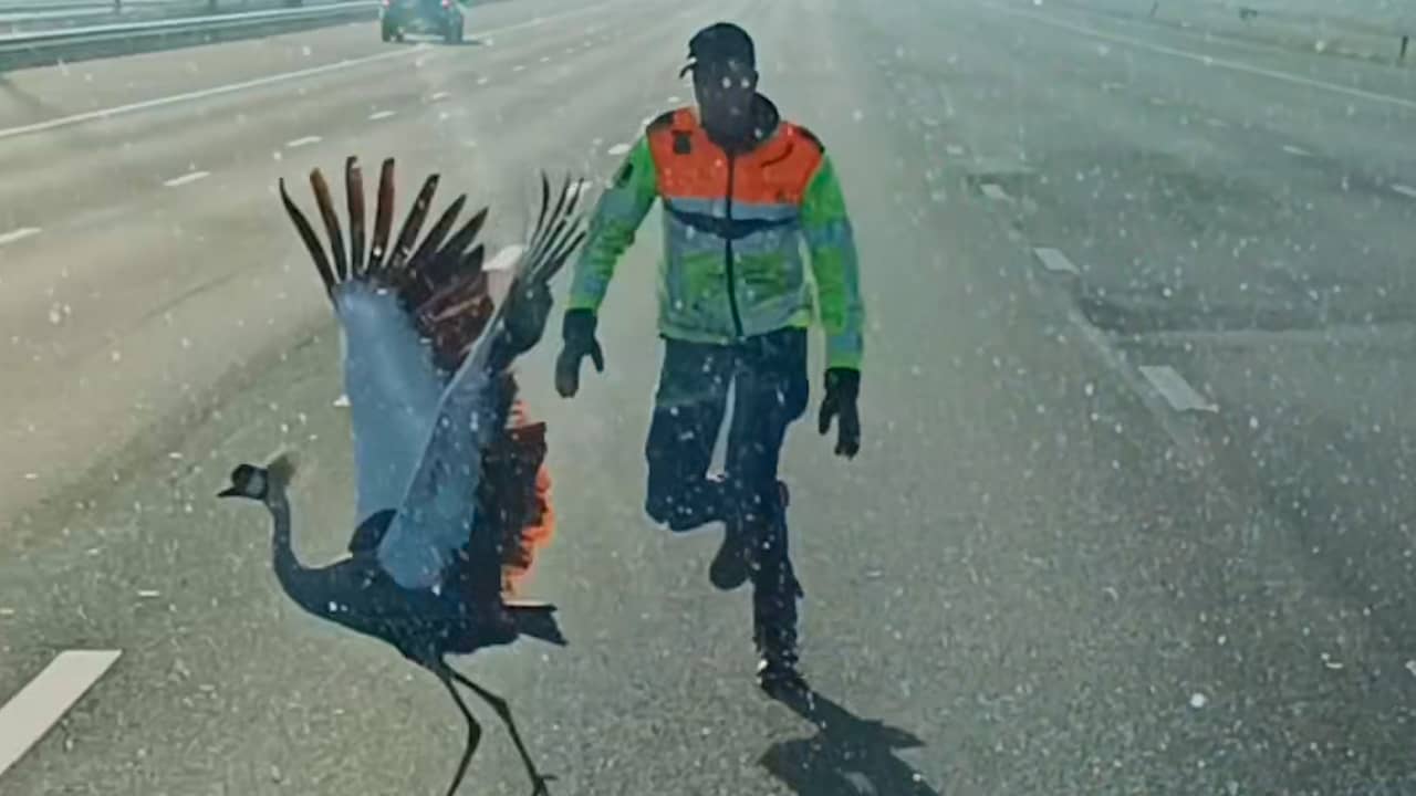Video | Wilde kraanvogel op de A2: dier laat zich moeilijk vangen
