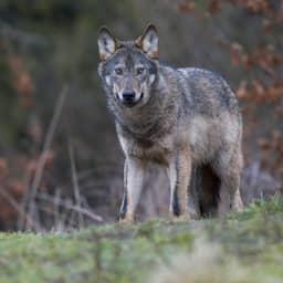 Provincie Utrecht geeft vergunning af om wolf te doden die hardloopster beet