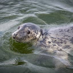 Vogelgriep aangetroffen bij dode zeehond op Vlieland