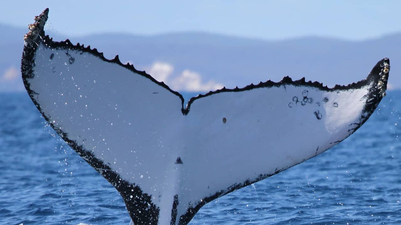 Twee bultruggen zwemmen afzonderlijk recordafstand tussen Australië en Brazilië