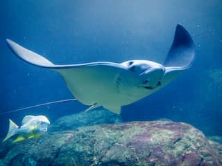 Pijlstaartrog in Dolfinarium zou jong hebben gebaard zonder bevruchting