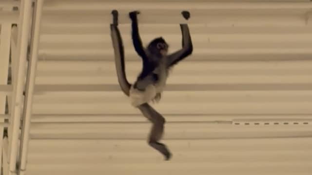 Aapje met luier klimt over plafond in Amerikaanse winkel