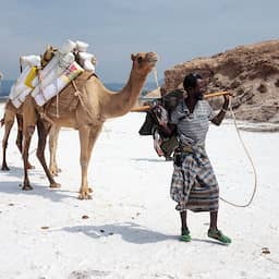Delen van Afrika inmiddels zo heet dat zelfs dromedaris het moeilijk heeft