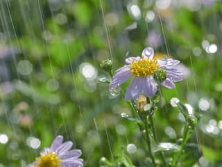 Woensdag valt er (eindelijk) meer regen: 'Maar is een druppel op gloeiende plaat'