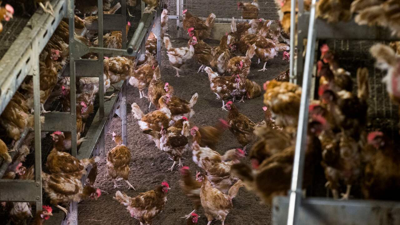 Drie Limburgse pluimveebedrijven geruimd vanwege vogelgriep