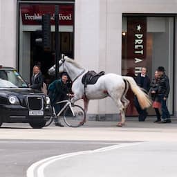 Twee paarden die woensdag door Londen renden verkeren in ernstige toestand