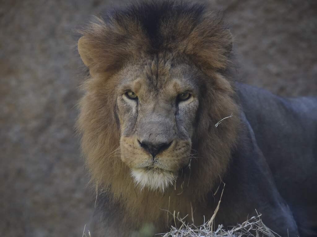 Oudste resten van leeuwen in Nederland gevonden bij opgraving Buitenhof