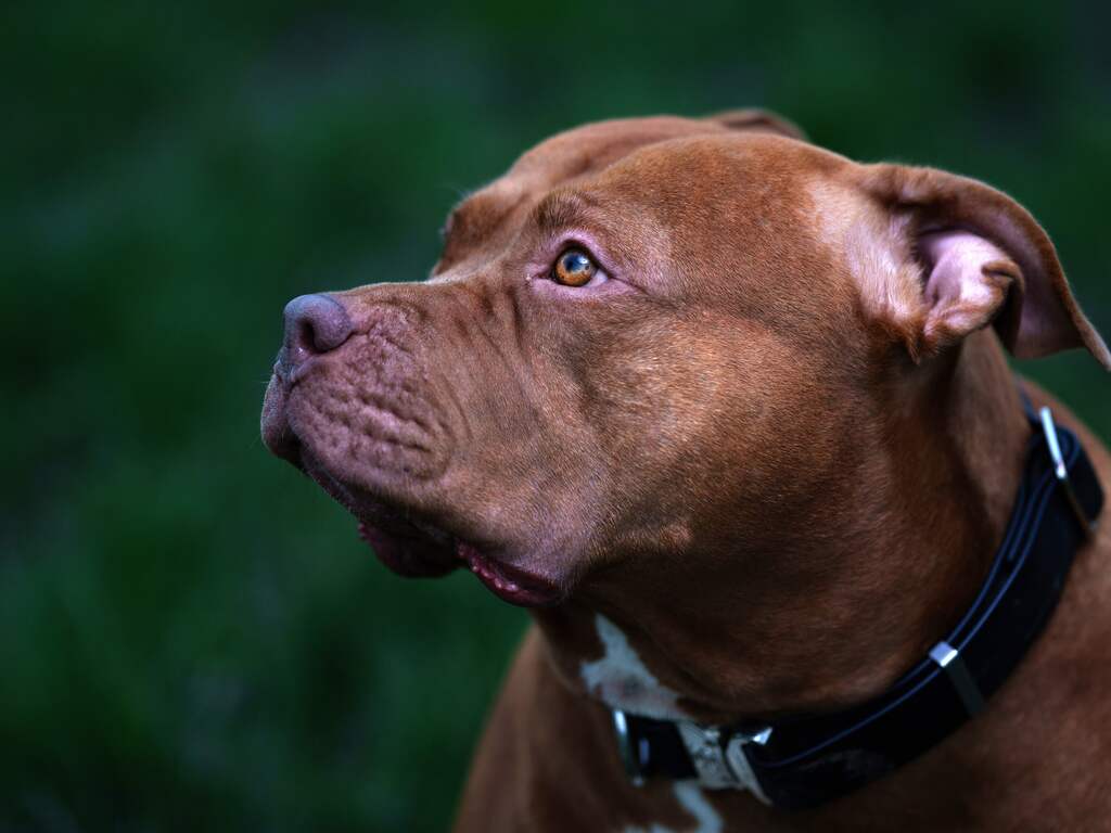 Verbod op hond XL Bully kost Engelse politie miljoenen