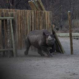 Populatie zwarte neushoorns in Botswana verdubbeld na 'kolossale verhuizing'