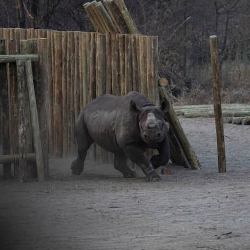 Illustratie bij: Populatie zwarte neushoorns in Botswana verdubbeld na 'kolossale verhuizing'