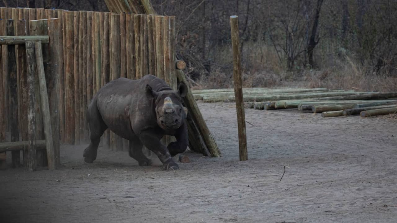 Populatie zwarte neushoorns in Botswana verdubbeld na 'kolossale verhuizing'