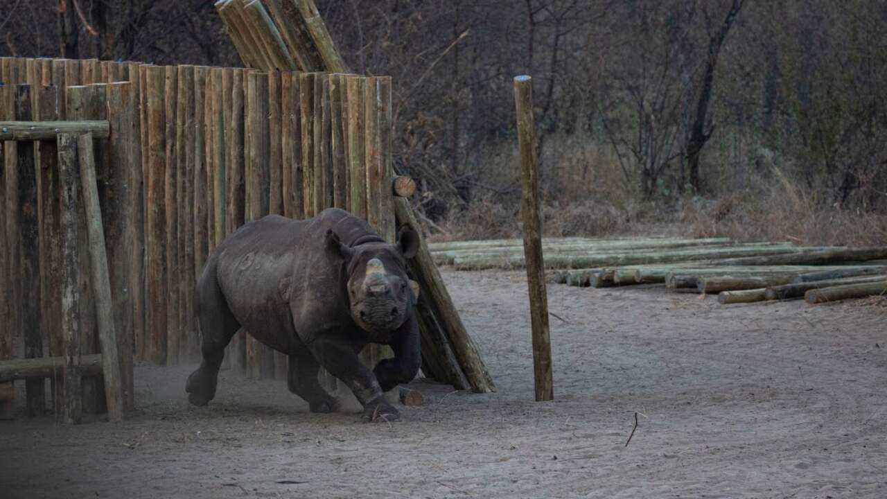 Foto bij Populatie zwarte neushoorns in Botswana verdubbeld na 'kolossale verhuizing'