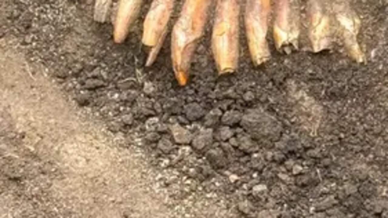 Foto bij Vijfduizend jaar oude ketting met 42 dierentanden ontdekt in Poolse grafheuvel