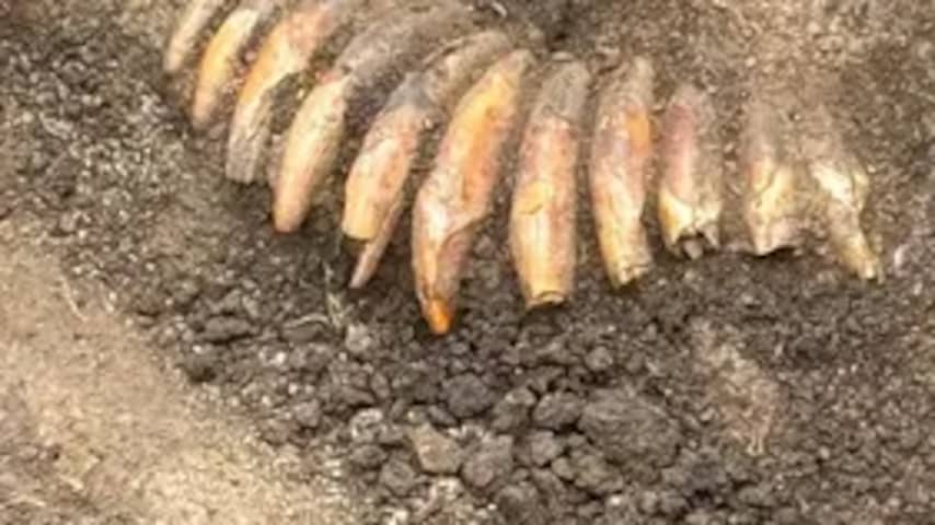 Vijfduizend jaar oude ketting met 42 dierentanden ontdekt in Poolse grafheuvel