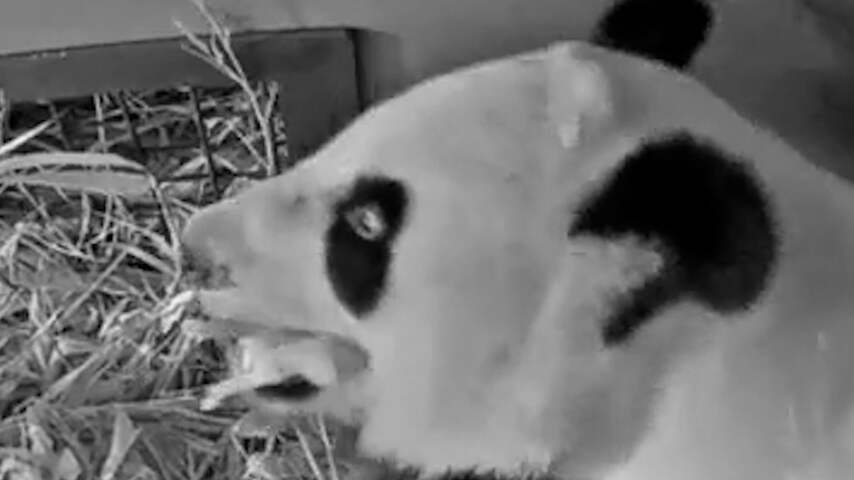 Pandajong wordt geboren in Ouwehands Dierenpark