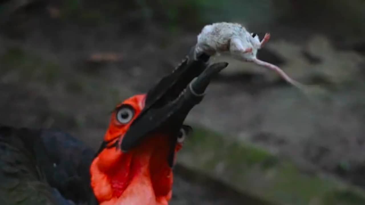 Hoornraaf in ARTIS pakt muisje met unieke 3D-geprinte snavel