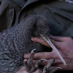 Video | Nieuw-Zeelander ontfermt zich over herontdekte zeldzame kiwi