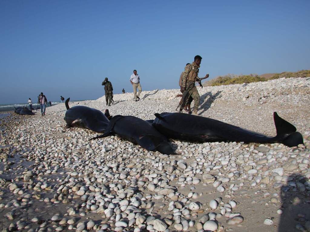 Meer dan honderd dode dolfijnen gevonden langs de kust van Somalië
